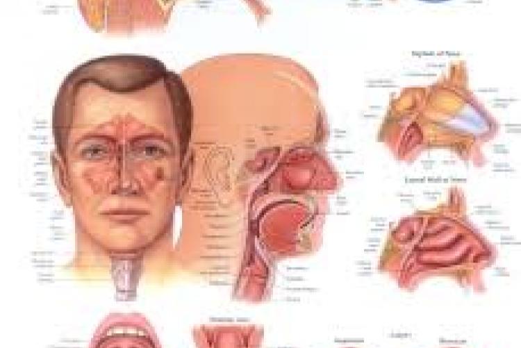 OTORHINOLARYNGOLOGY, HEAD & NECK SURGERY UNIT/Ear Nose & Throat UNIT